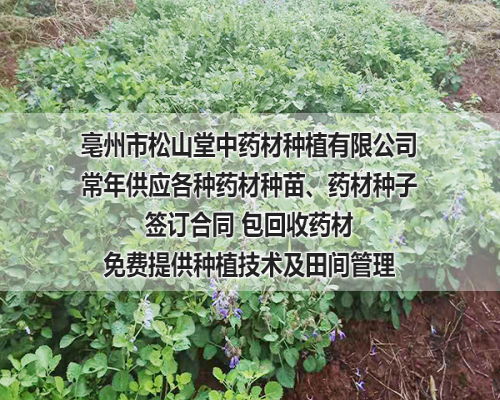 浙江中药材种子种植公司